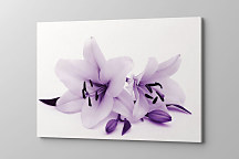 Obraz Fialová ľalia 1776